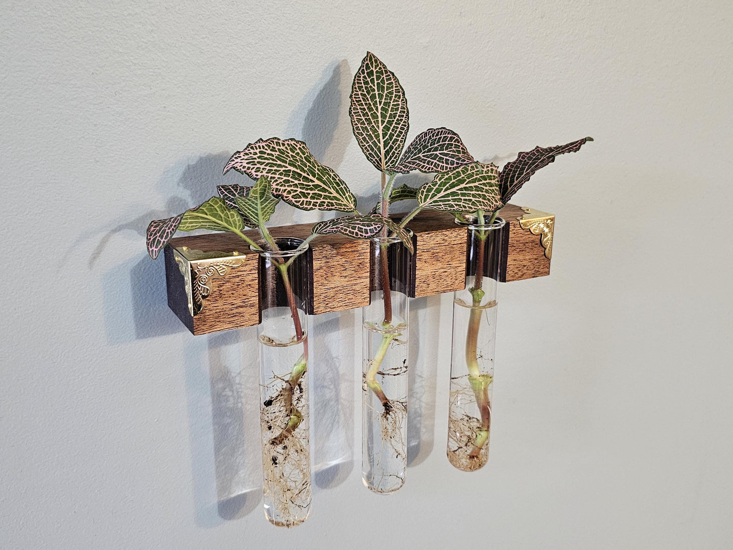 The Plant Beam - Decorative Starter Kit for Plant Propagation