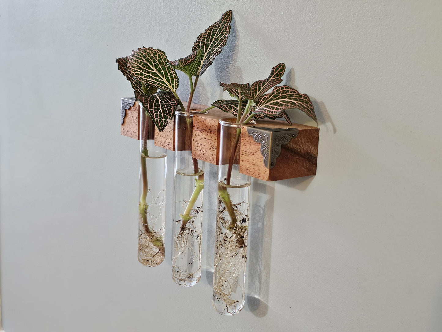 The Plant Beam - Decorative Starter Kit for Plant Propagation