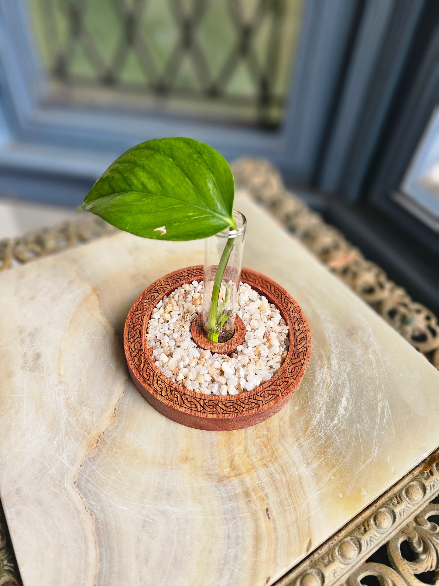 Celtic Propagation Station Kit for Starter Plants