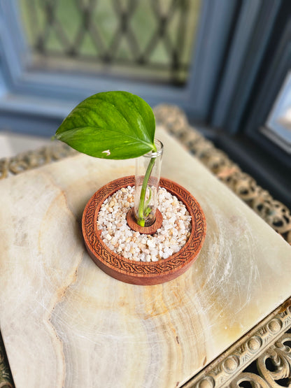 Celtic Propagation Station Kit for Starter Plants