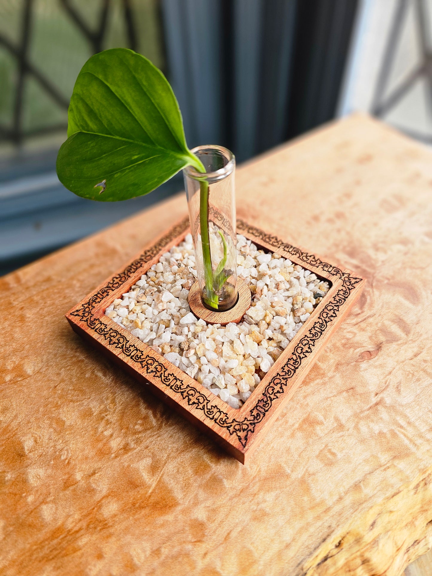Vineyard Garden Propagation Starter Kit for Houseplant Cuttings