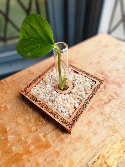Vineyard Garden Propagation Starter Kit for Houseplant Cuttings