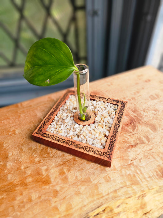 Vineyard Garden Propagation Starter Kit for Houseplant Cuttings