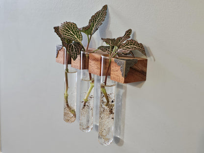 The Plant Beam - Decorative Starter Kit for Plant Propagation