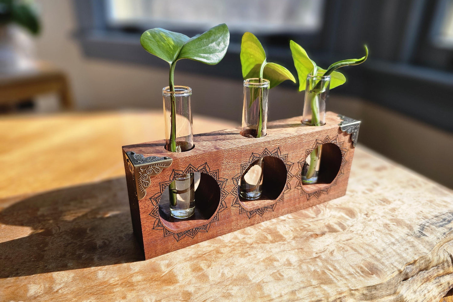 Vintage Sun Ray Propagation Starter Kit for Plants and Houseplant Cuttings
