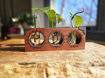 Vintage Sun Ray Propagation Starter Kit for Plants and Houseplant Cuttings