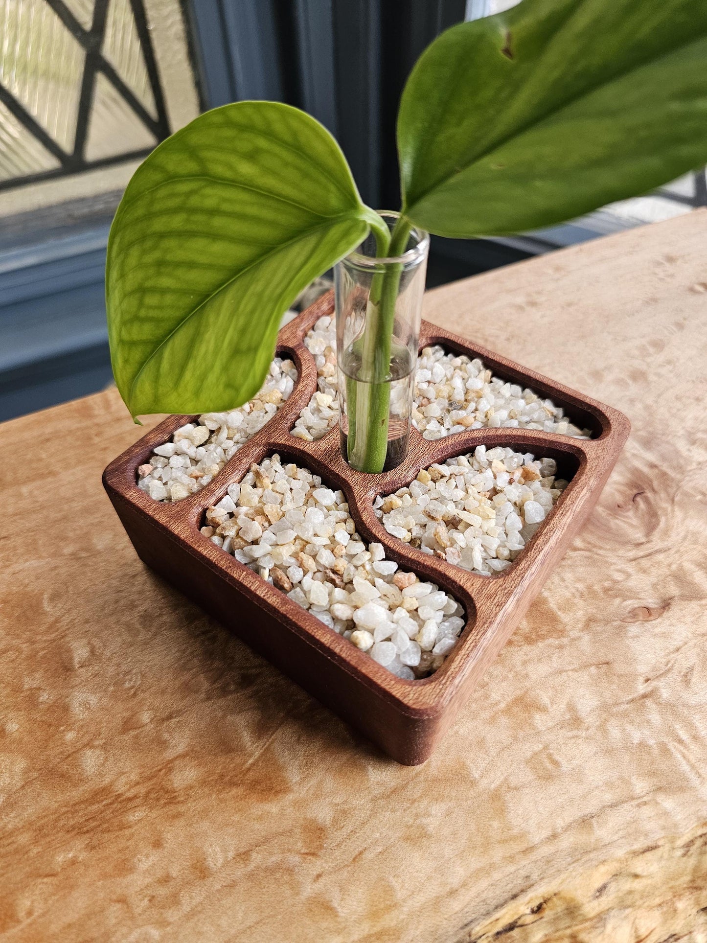 Rooted Zen Garden Decorative Plant Propagation Station