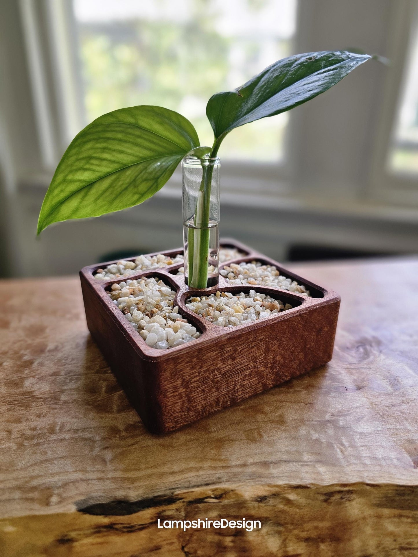 Rooted Zen Garden Decorative Plant Propagation Station