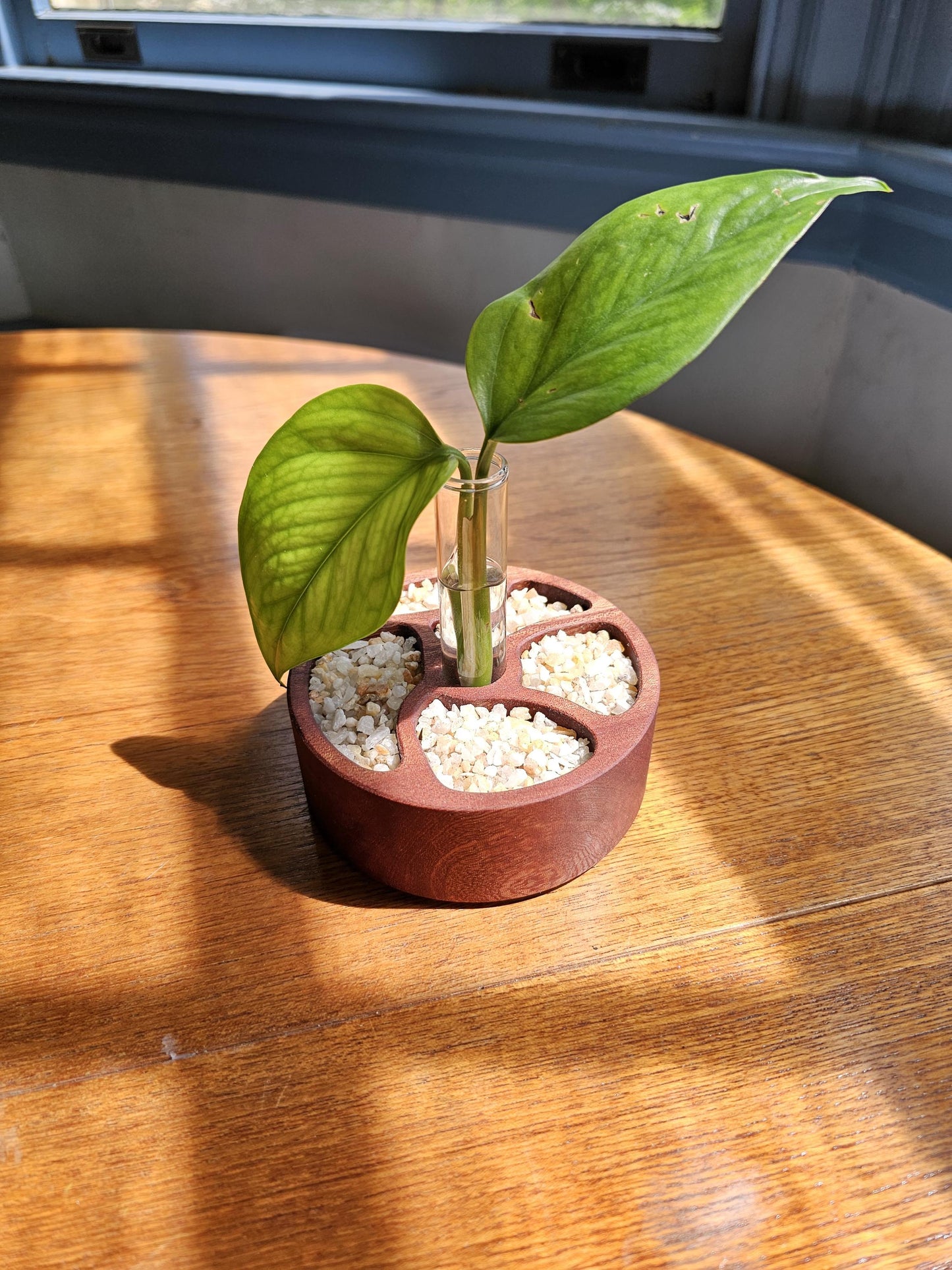 Zen Garden Circular Propagation Station Starter Kit