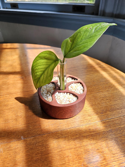 Zen Garden Circular Propagation Station Starter Kit