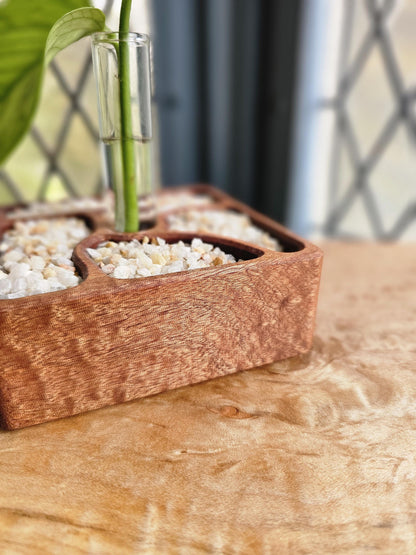 Rooted Zen Garden Decorative Plant Propagation Station