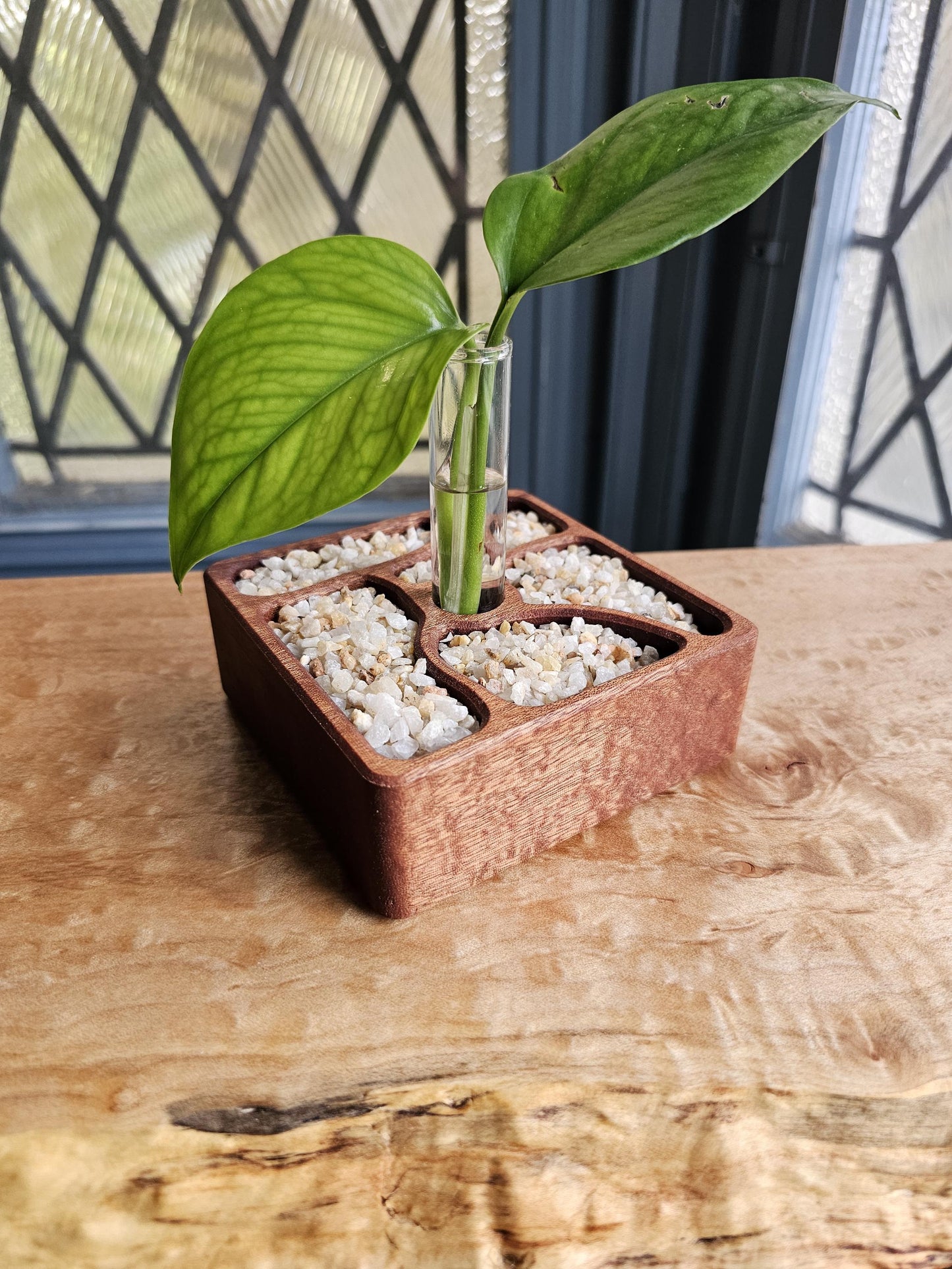 Rooted Zen Garden Decorative Plant Propagation Station