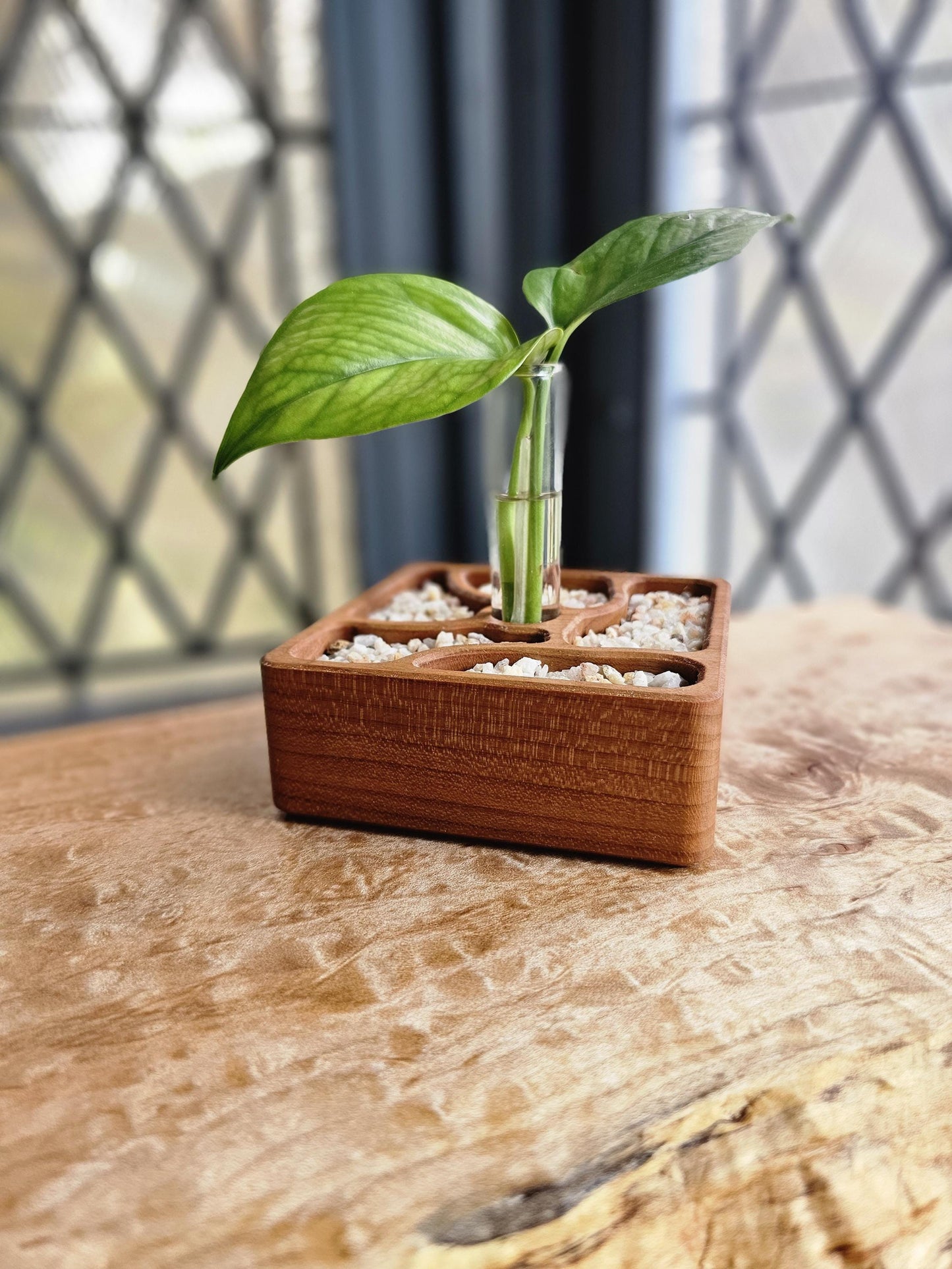 Rooted Zen Garden Decorative Plant Propagation Station