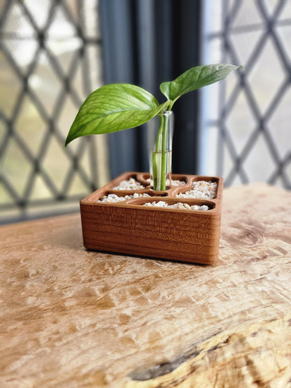Rooted Zen Garden Decorative Plant Propagation Station
