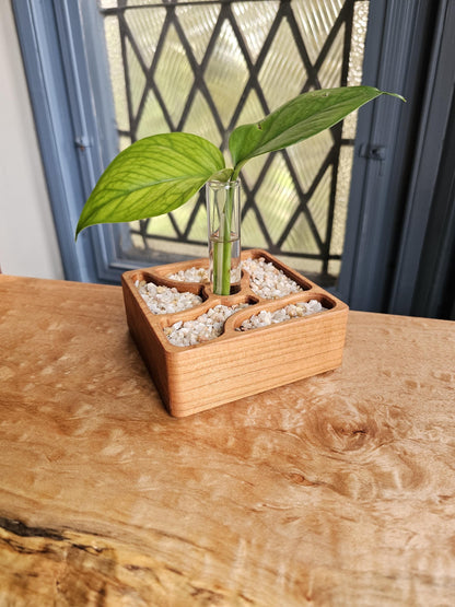 Rooted Zen Garden Decorative Plant Propagation Station