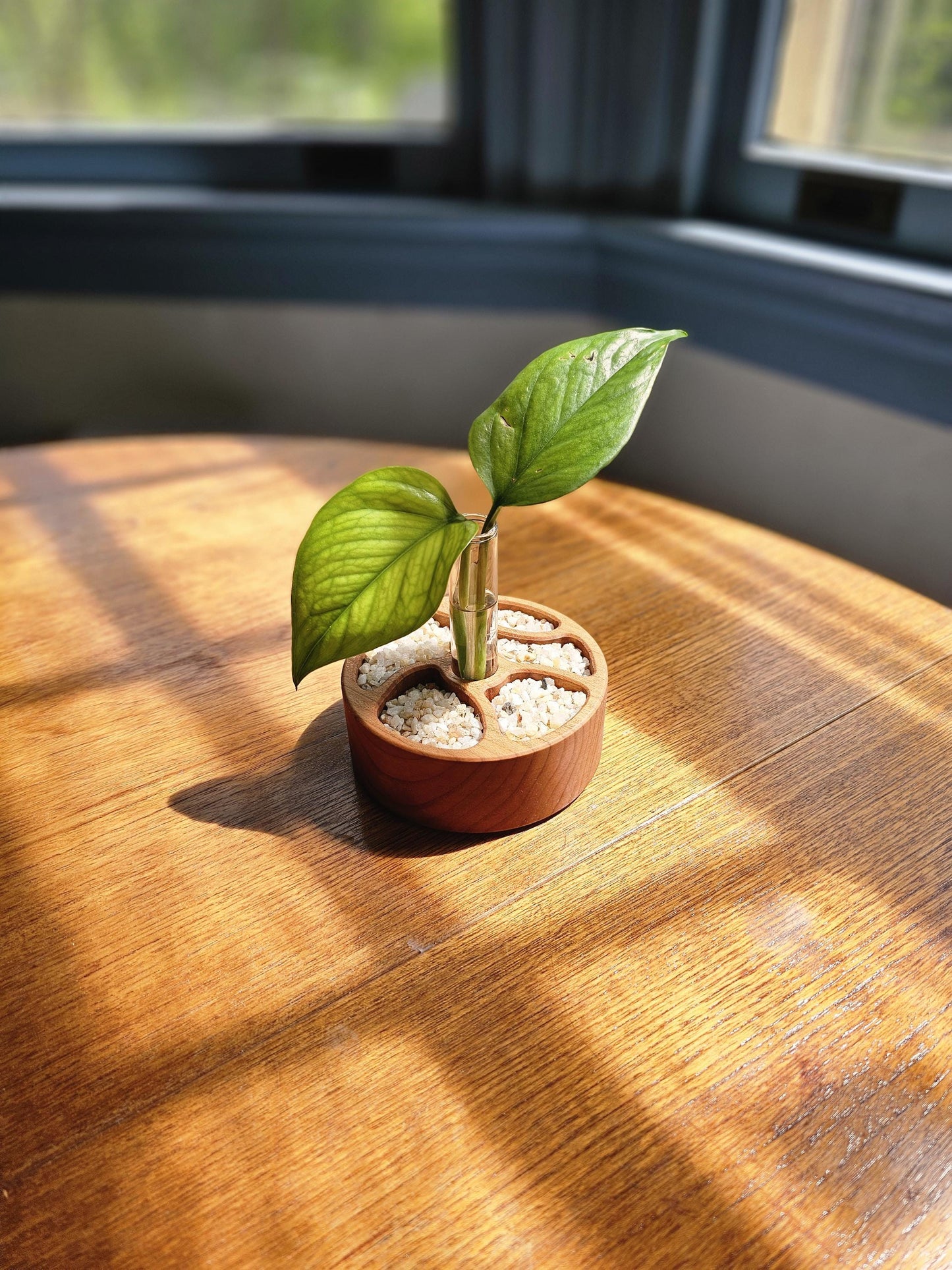Zen Garden Circular Propagation Station Starter Kit
