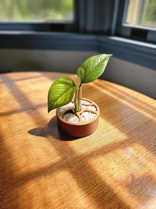 Zen Garden Circular Propagation Station Starter Kit