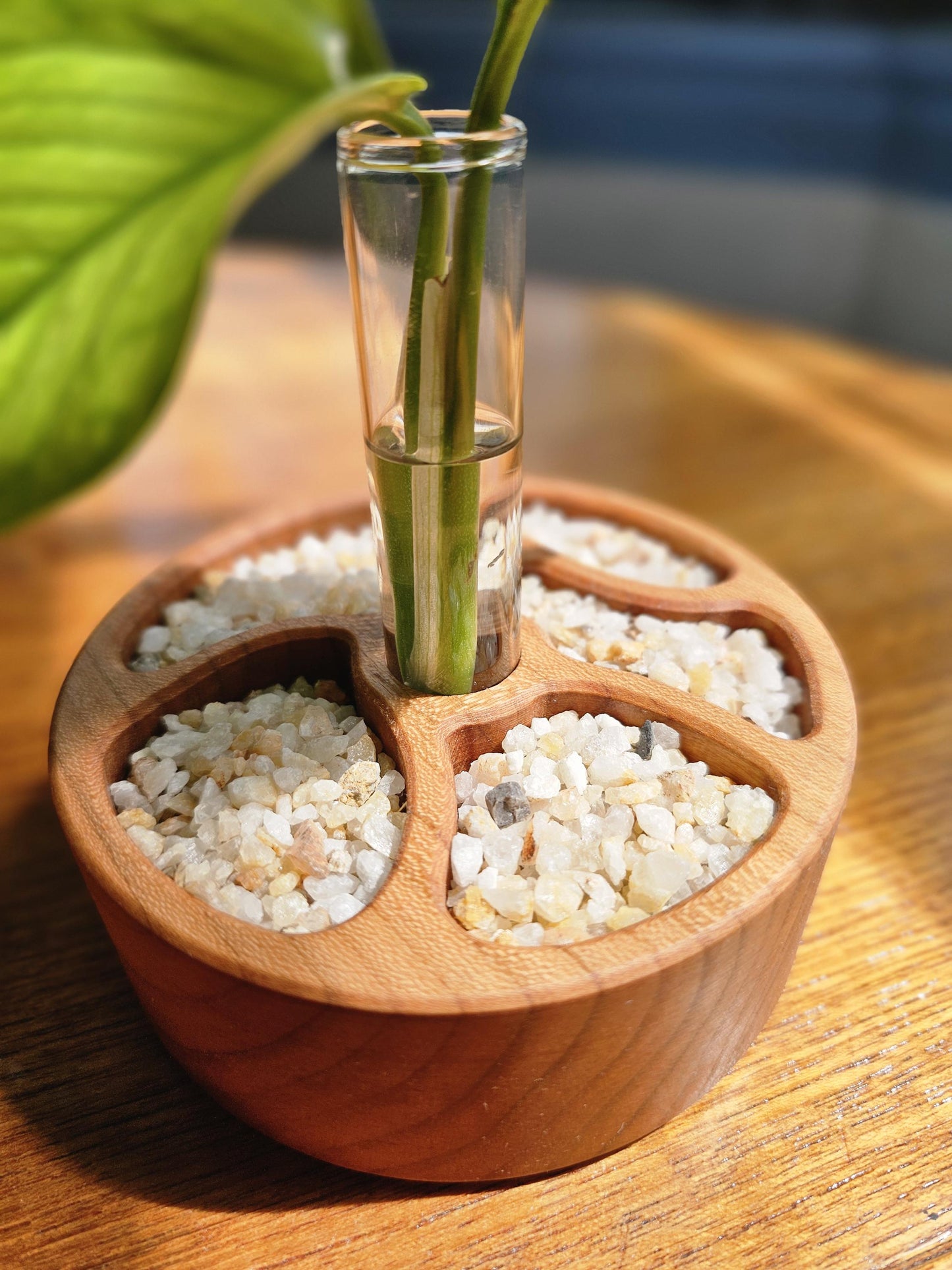 Zen Garden Circular Propagation Station Starter Kit