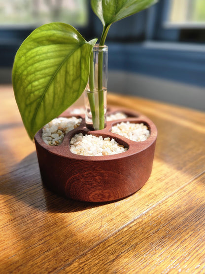 Zen Garden Circular Propagation Station Starter Kit