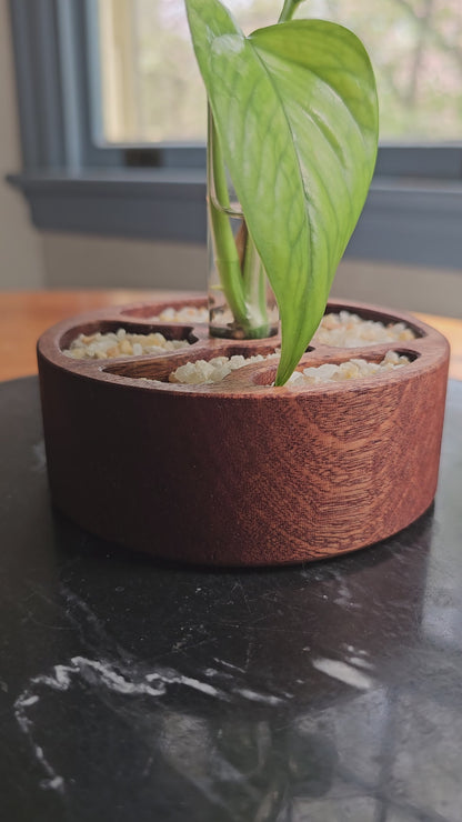 Zen Garden Circular Propagation Station Starter Kit