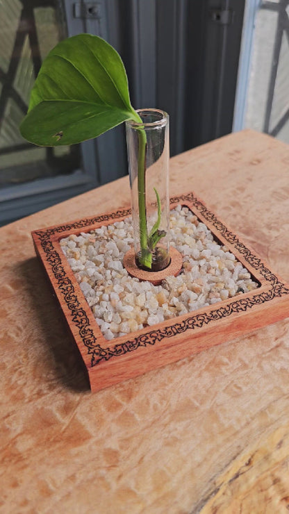 Vineyard Garden Propagation Starter Kit for Houseplant Cuttings